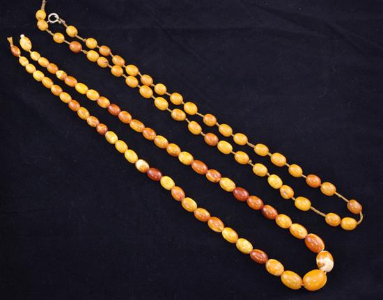 Two single strand graduated amber bead necklaces, 24in & 23.5in.